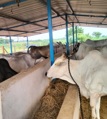 CVR Ghee 5